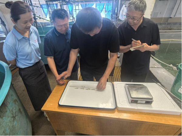中国水产科学研究院北戴河中心实验站实现小黄鱼本地规模化苗种繁育